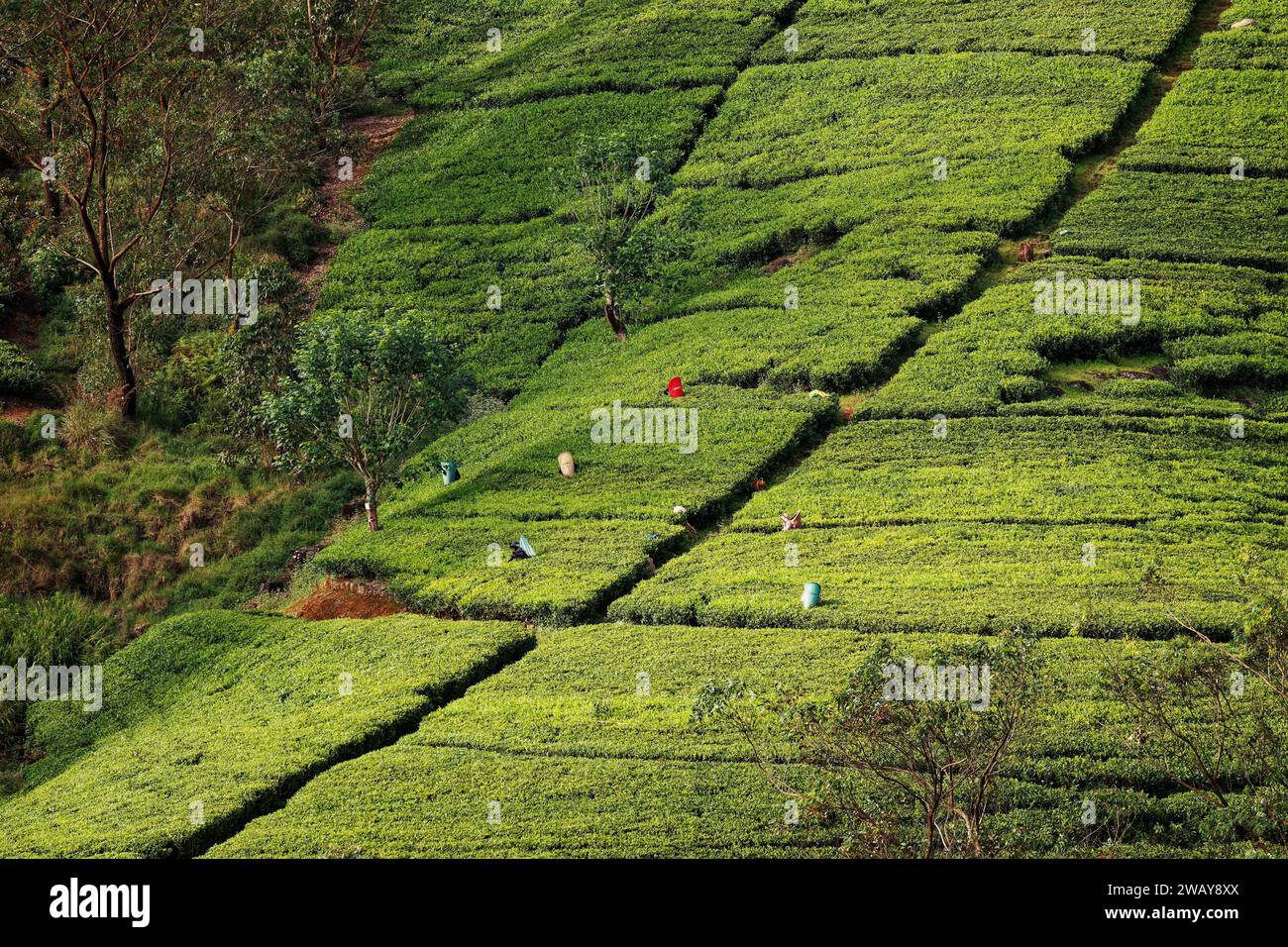 Landscape of Tea plantation in Sri Lanka (Ceylon), green fields with tea plant, detail of tea plant, blue sky with clouds, important export product, c Stock Photo