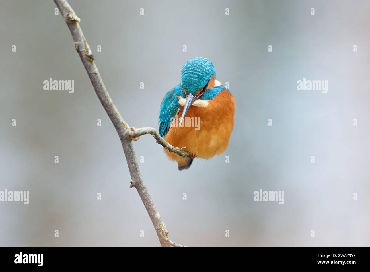 Common kingfisher (Alcedo atthis) in its natural environment Stock Photo