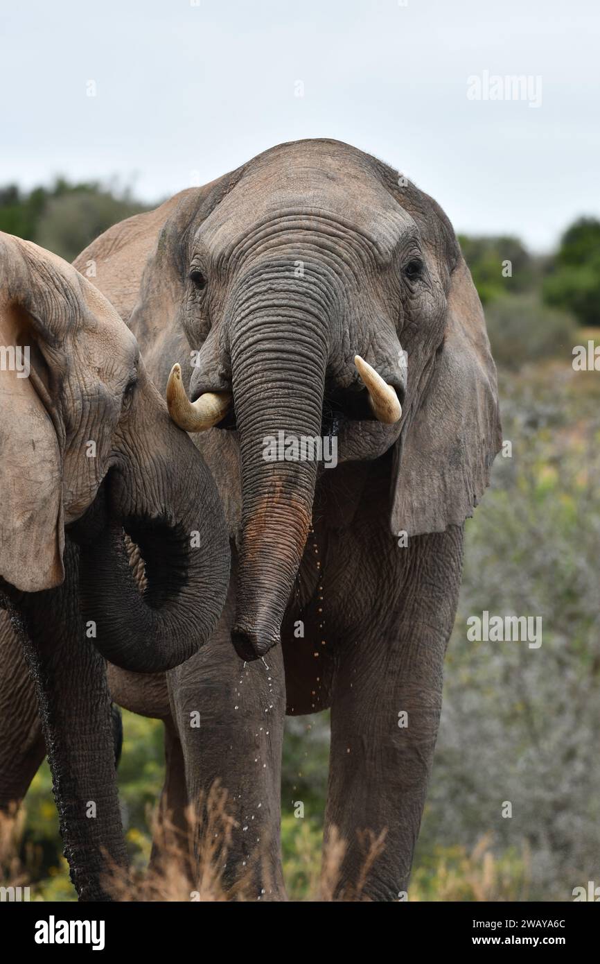 African Elephants at Addo in South Africa Stock Photo