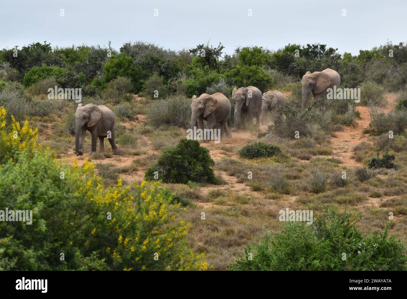 African Elephants at Addo in South Africa Stock Photo