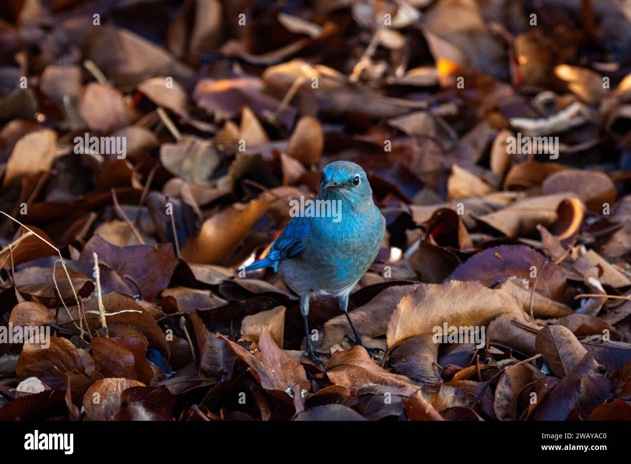 A male mountain bluebird (Sialia currucoides) forages in the autumn leaves. Stock Photo