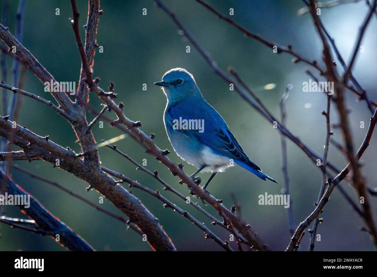 A male mountain bluebird (Sialia currucoides) is backit as it sits in a tree in winter. Stock Photo