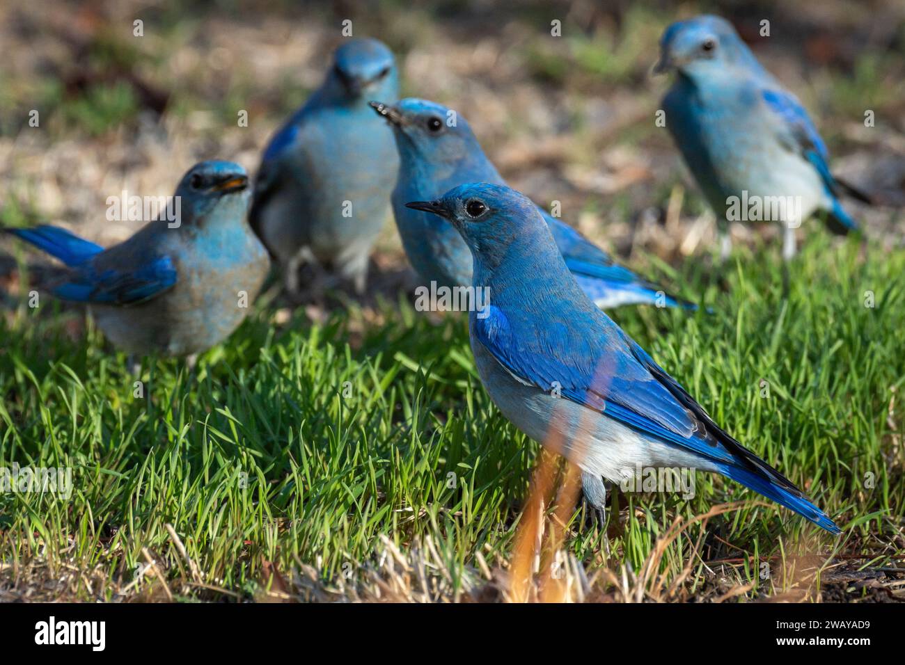 A small flock of male mountain bluebirds (Sialia currucoides) gather on the grass. Stock Photo