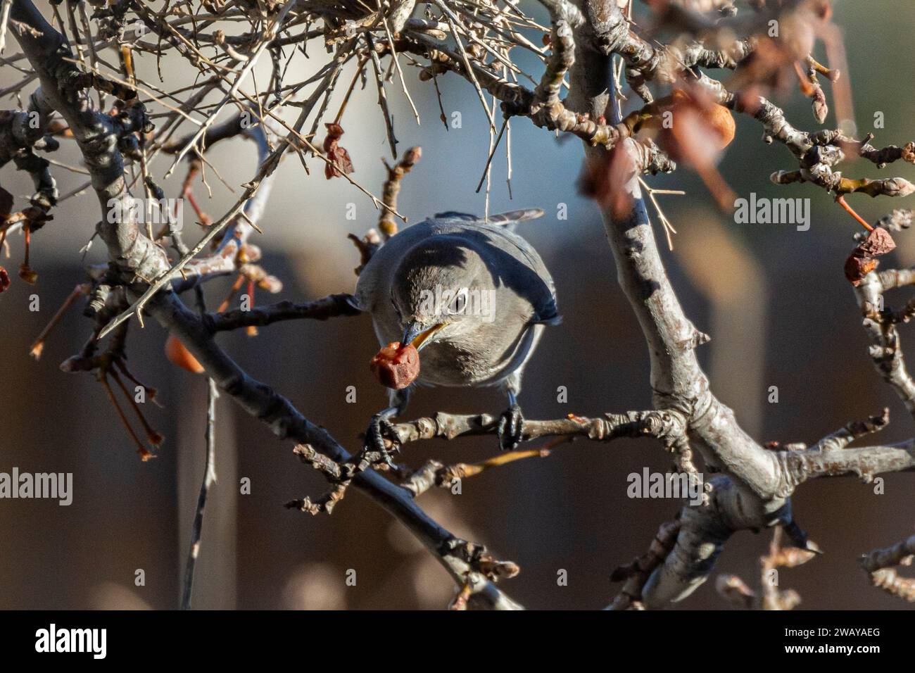 A mountain bluebird (Sialia currucoides) feeds on berries in winter. Stock Photo