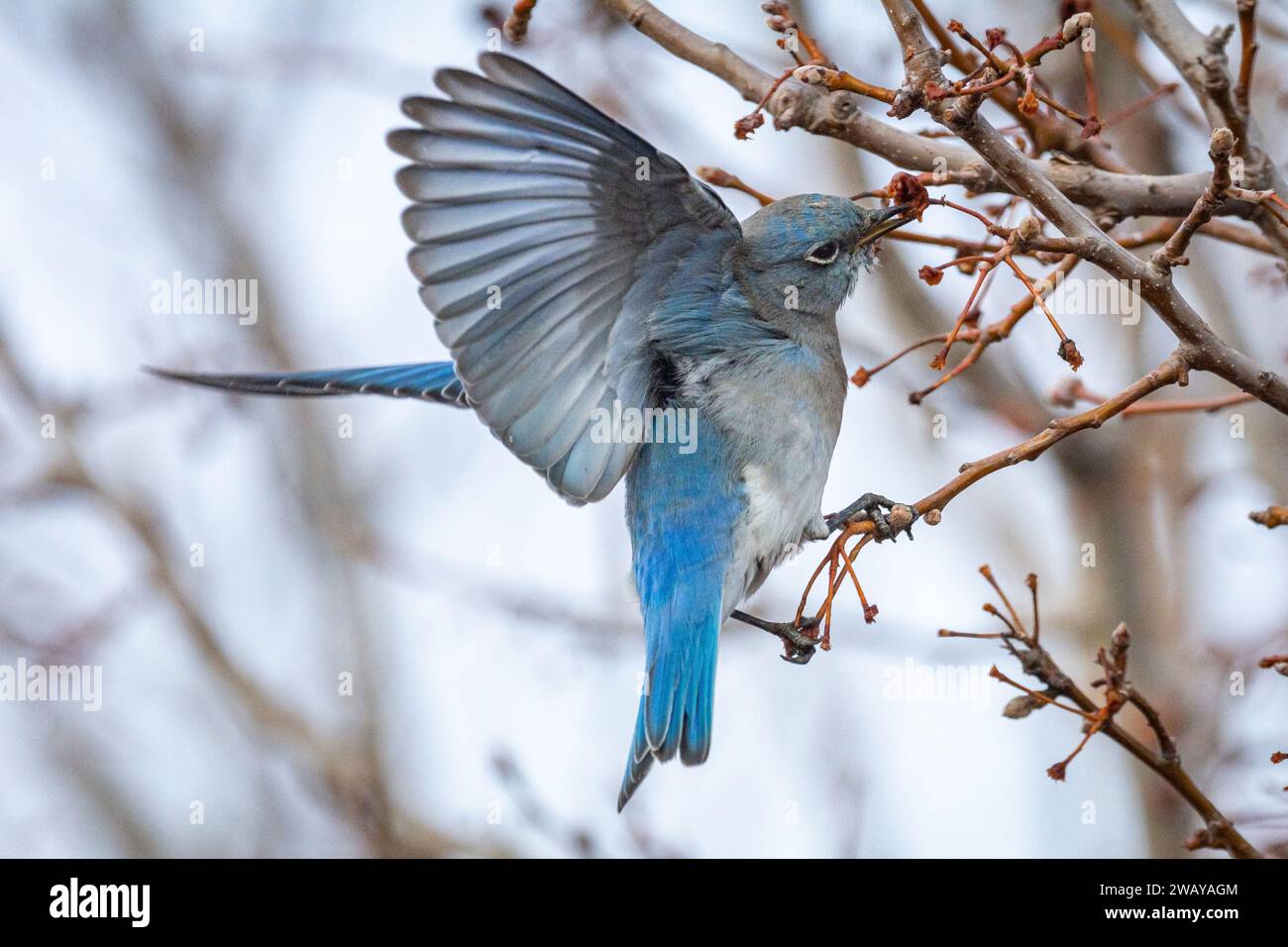 A male mountain bluebird (Sialia currucoides) feeds on berries in winter. Stock Photo