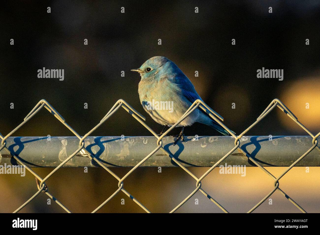 A male mountain bluebird (Sialia currucoides) on a fence is lit by the rays of the setting sun. Stock Photo