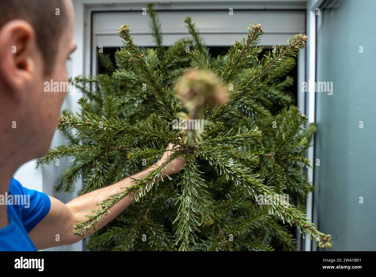 Bavaria, Germany January 4, 2024 A man disposes of a Christmas tree