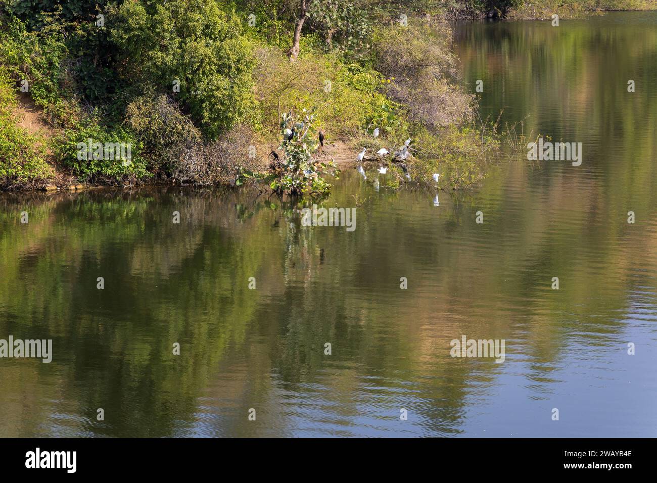 pristine lake with mountain forest reflection and birds sitting at edge at day from flat angle Stock Photo