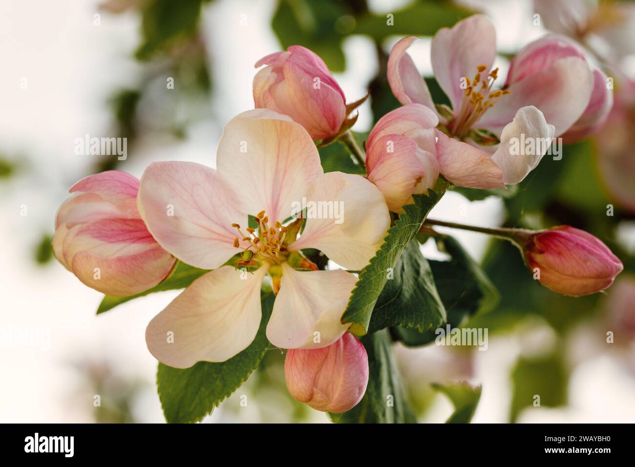 Spring season flora and nature reviving hi-res stock photography and ...