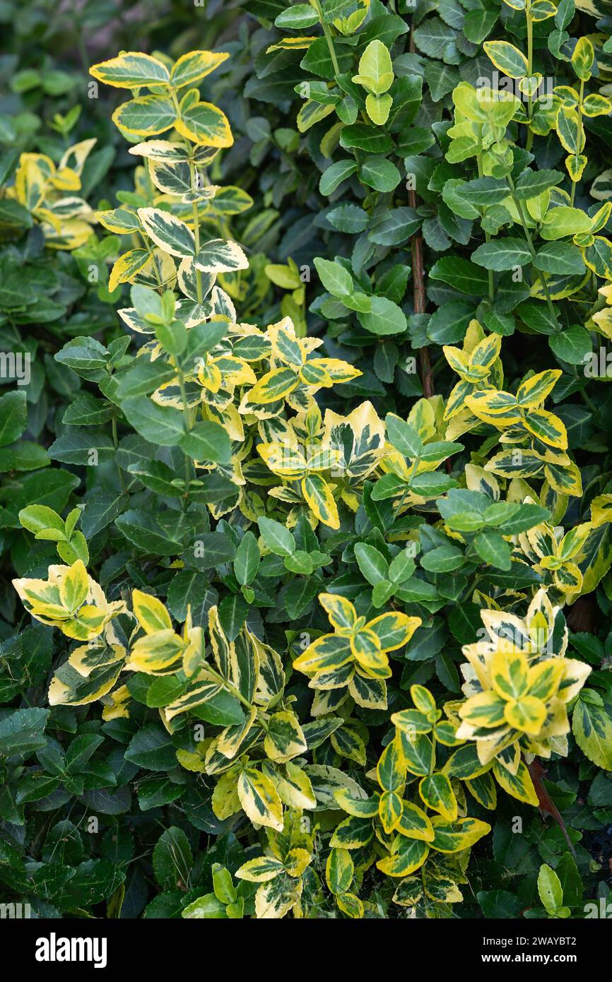 Euonymus fortunei emeralnd n gold cultivar leaves, yellow and green leaf, ornamental branches, foliage background. Stock Photo