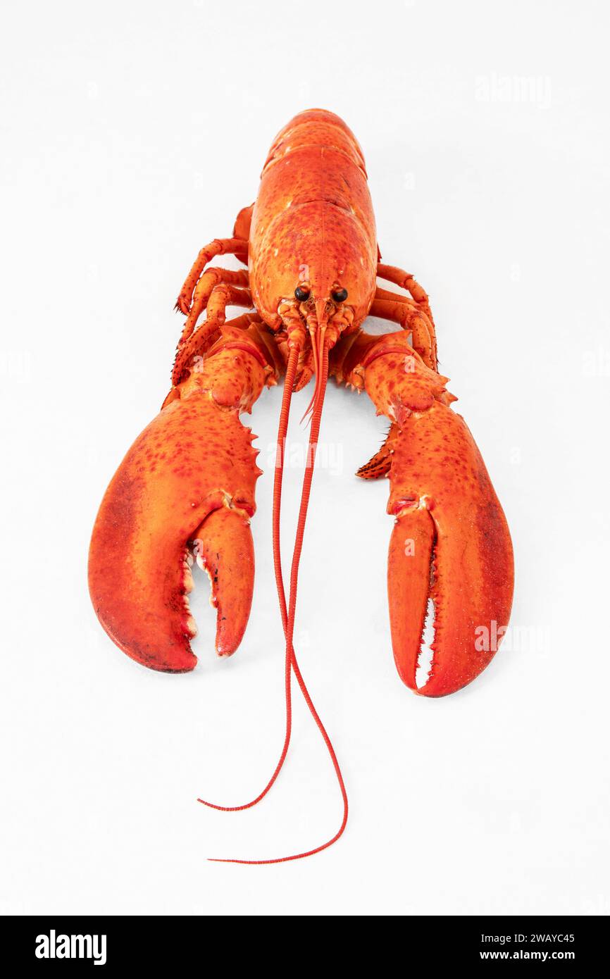 Red cooked lobster on a white background Stock Photo