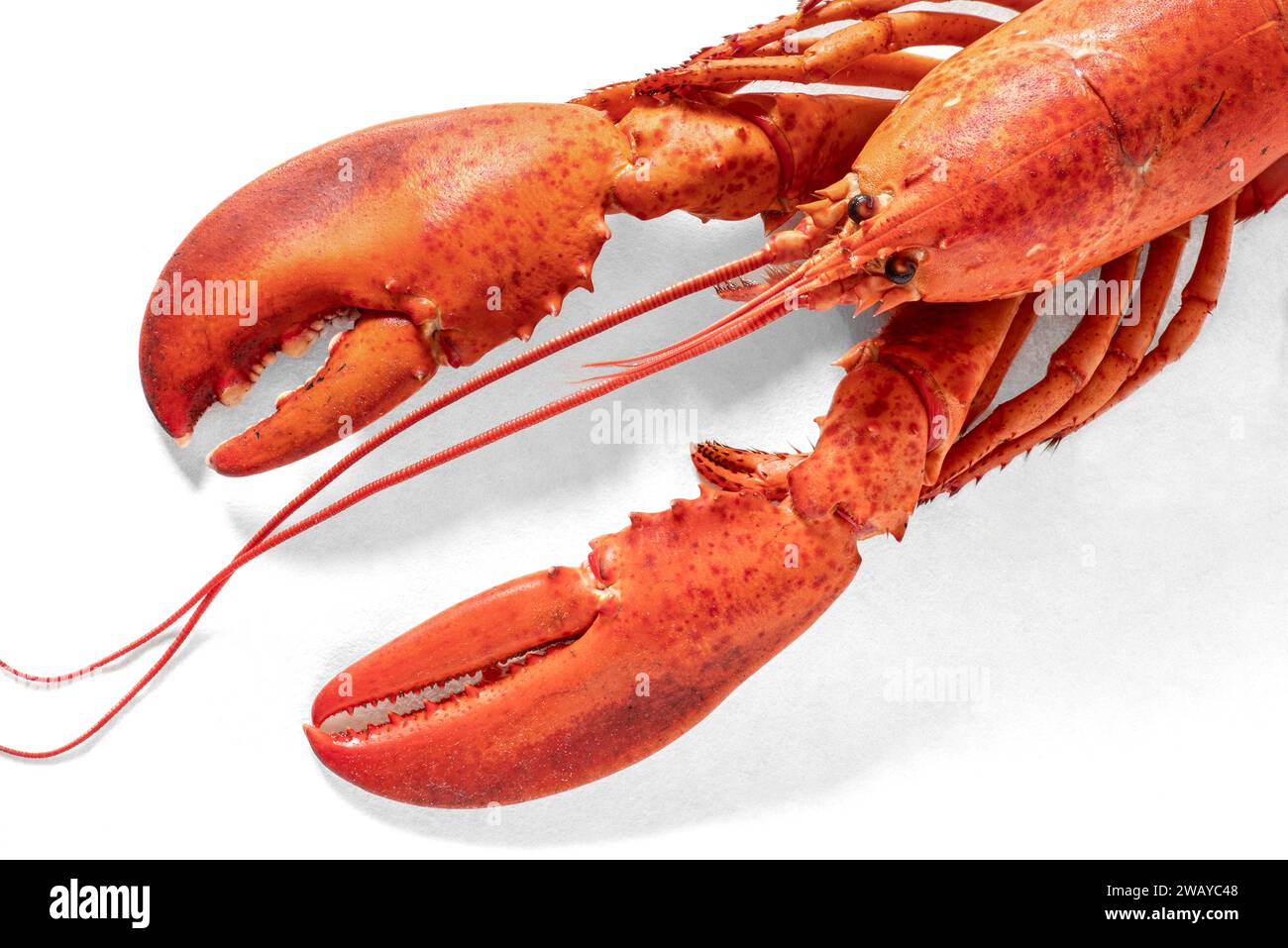 Red cooked lobster on a white background Stock Photo