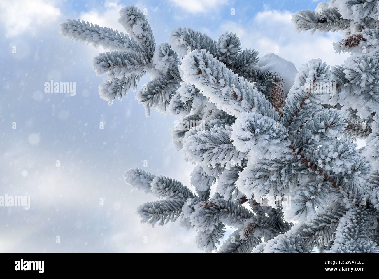 Snow frosted tree branches hi-res stock photography and images - Alamy