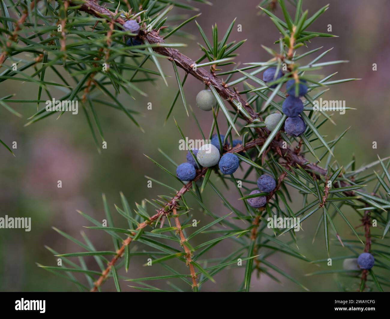 Juniperus communis is a species of small tree or shrub in the cypress family Cupressaceae. Stock Photo