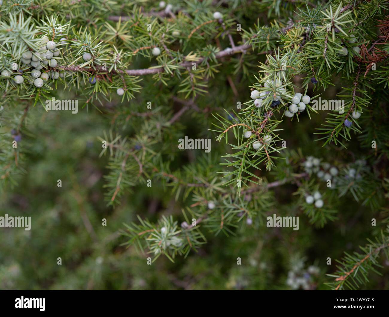 Juniperus communis is a species of small tree or shrub in the cypress family Cupressaceae. Stock Photo