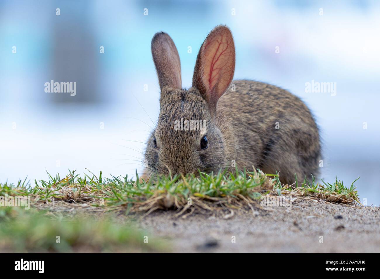 Oxnard Rabbit Baby bunnies hi-res stock photography and images - Alamy