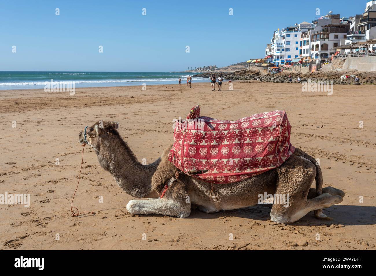 A camel sitting on the beach with the Atlantic Ocean and beachfront buildings in the background, Taghazout, Morocco Stock Photo