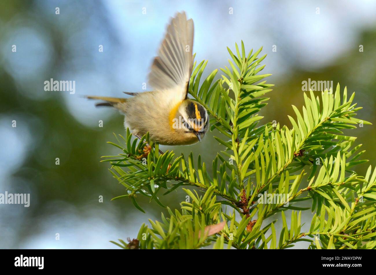 Berlin, Germany. 12th Dec, 2023. 12.12.2023, Berlin. A goldcrest (Regulus regulus) flies between the branches of a yew tree on a December day. Goldcrests are among the smallest birds in Europe. Credit: Wolfram Steinberg/dpa Credit: Wolfram Steinberg/dpa/Alamy Live News Stock Photo