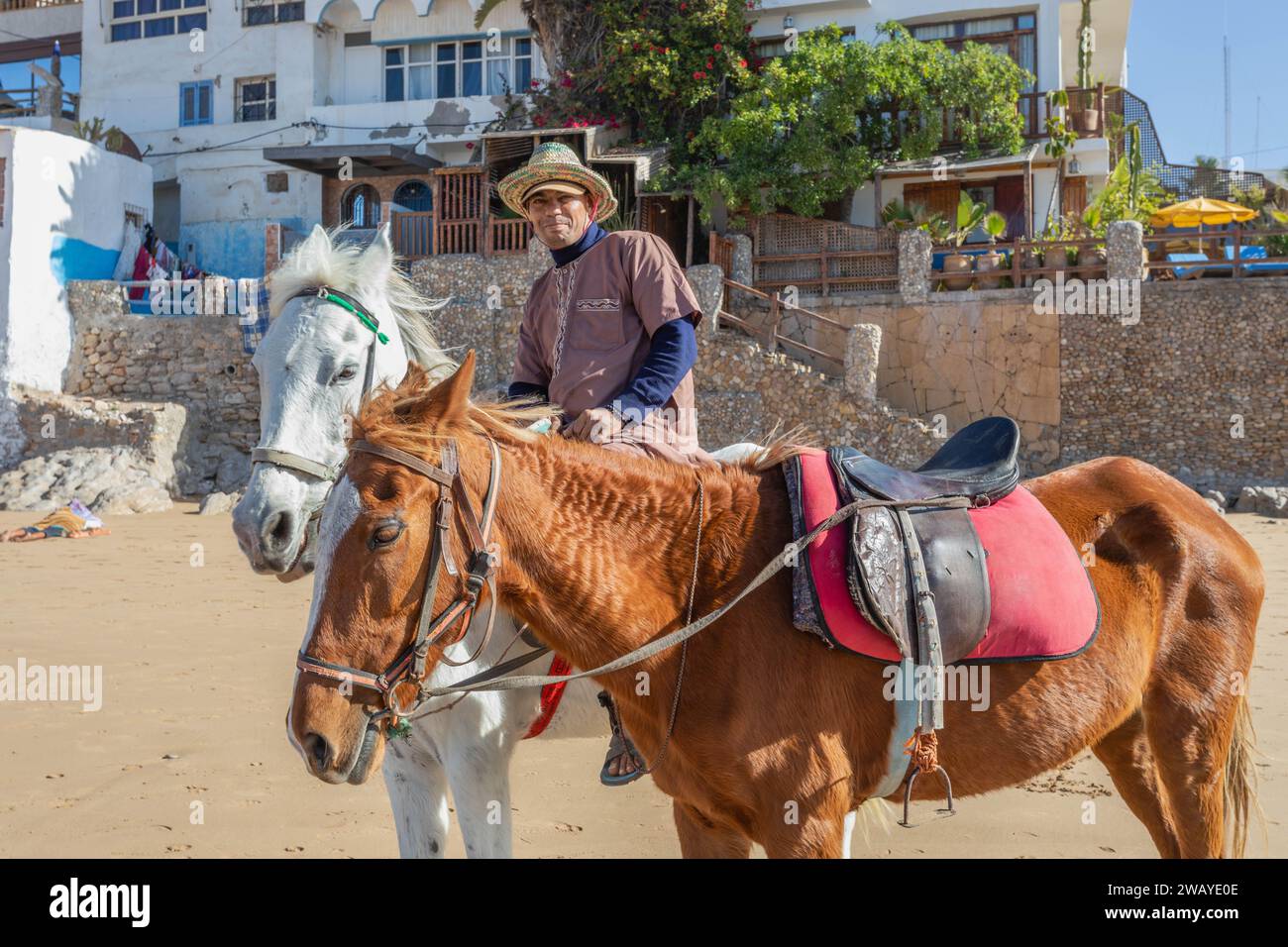 Horses on the sandy beach in the fishing village of Taghazout, Morocco, North Africa. Stock Photo