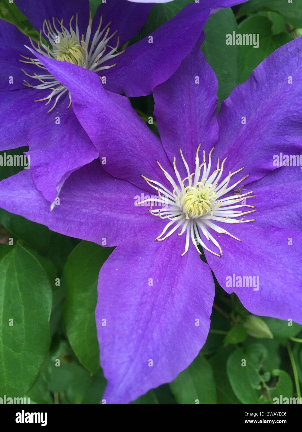 White flower with purple center hi-res stock photography and images - Alamy