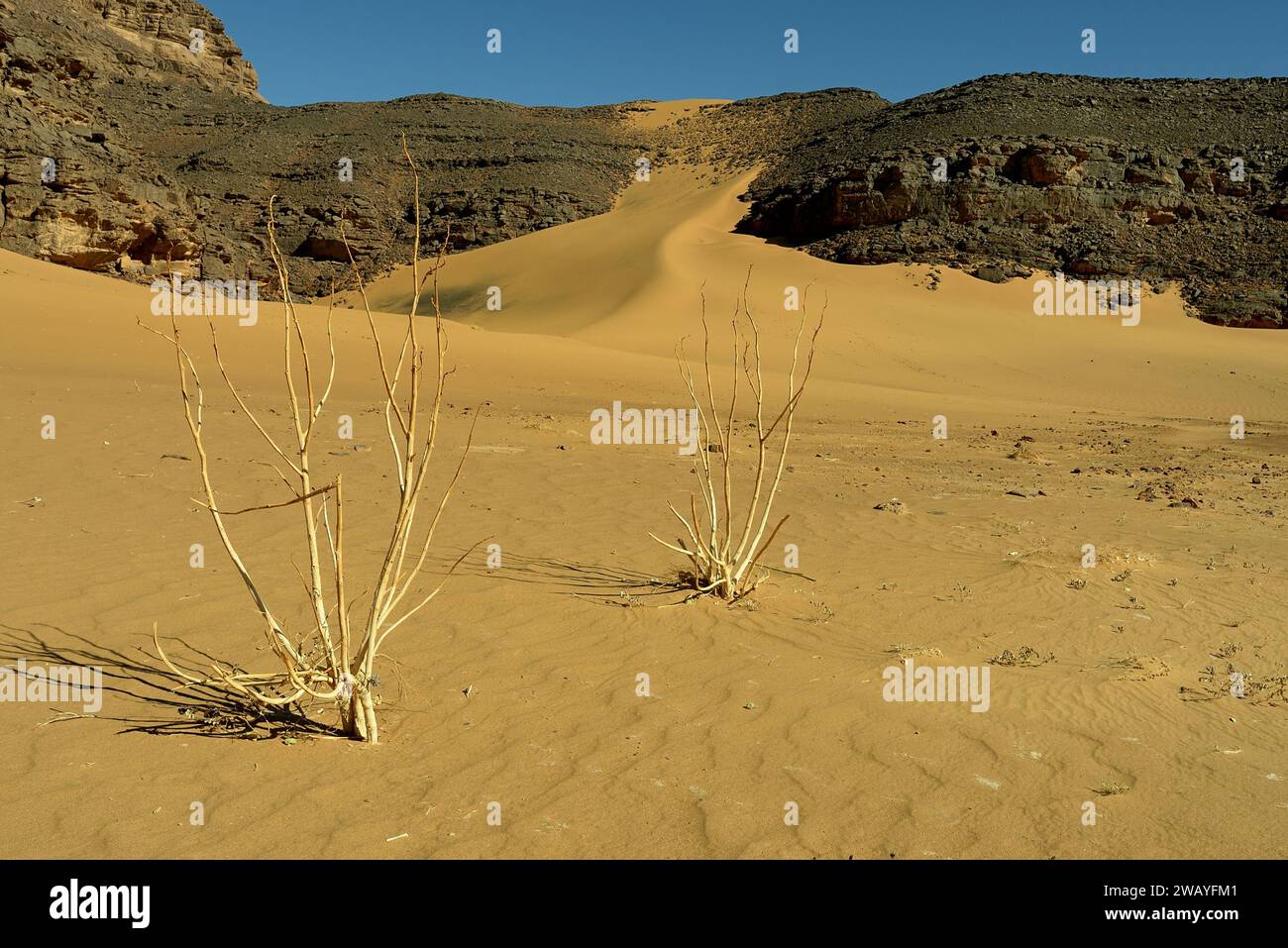 SAND DUNES IN THE SAHARA DESERT IN ALGERIA AROUND DJANET OASIS AND ...