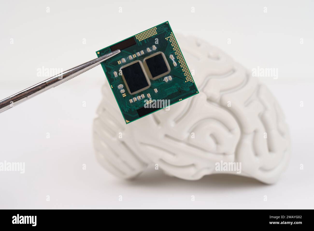 Human brain and computer chip. Microprocessor in the head, on a white background. Stock Photo