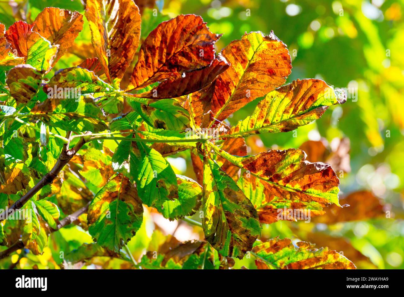 Horse Chestnut or Conker Tree (aesculus hippocastanum), close up showing the sunlit upper leaves of the tree as they change colour in early autumn. Stock Photo