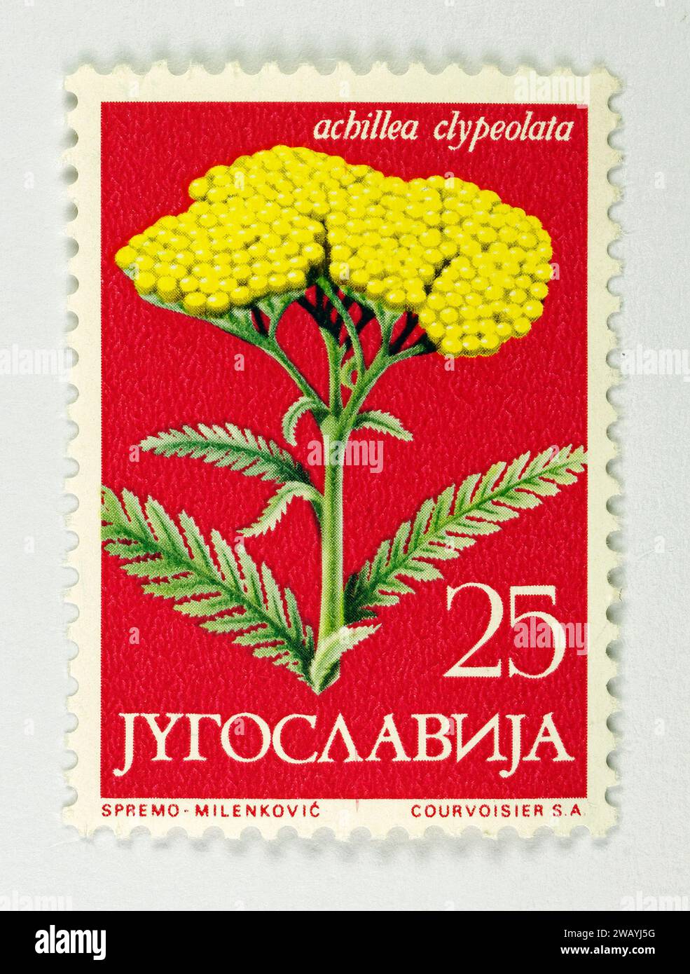 Achillea clypeolata ‘Moonshine Yarrow’ – Yugoslavia Stamp 1958 Stock Photo