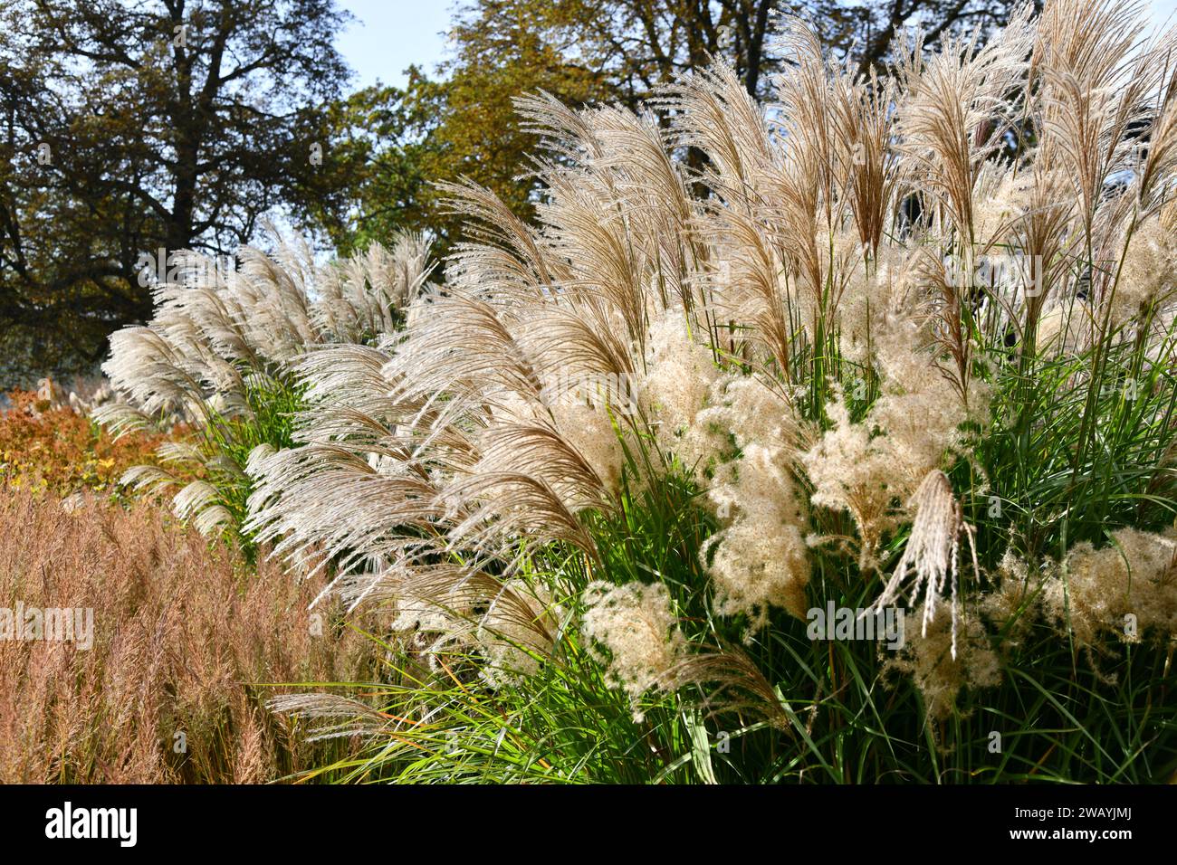 Miscanthus for decorative garden disgn Stock Photo