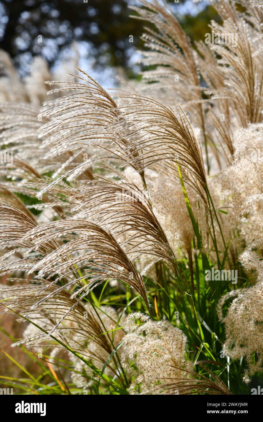 Miscanthus for decorative garden disgn Stock Photo