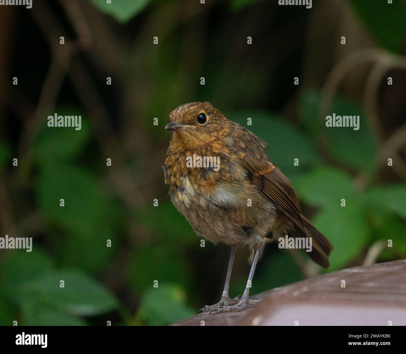 young robin Stock Photo
