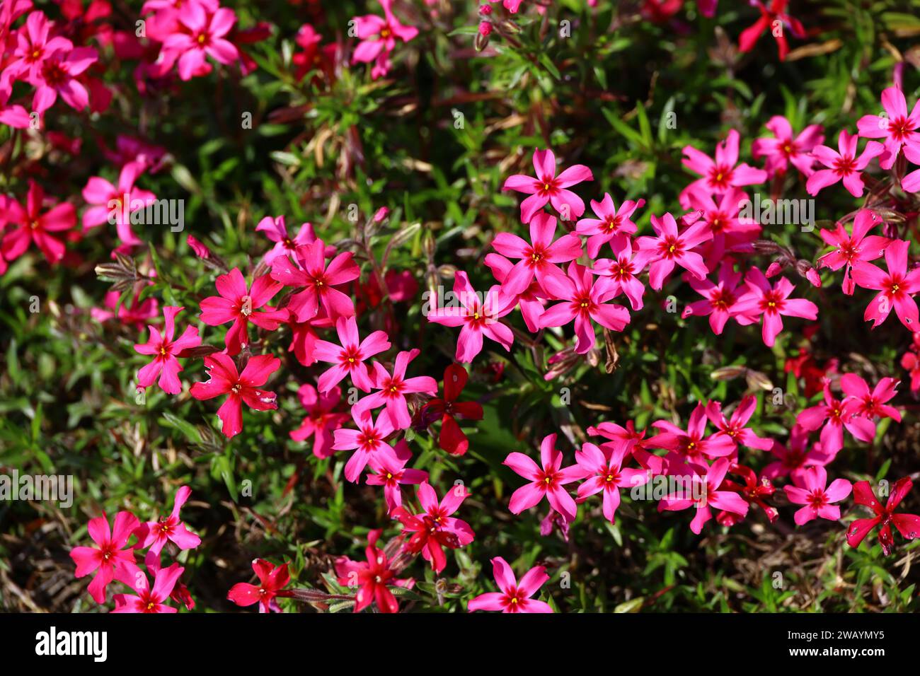 A close-up background photo of a pink moss phlox flower bed Stock Photo