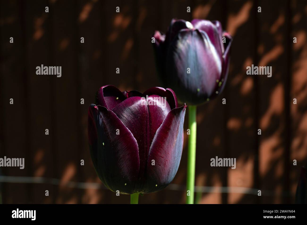 UK, England, London, Ealing, Black Tulip Blooms 'Queen of the Night' in a London Back Garden Stock Photo