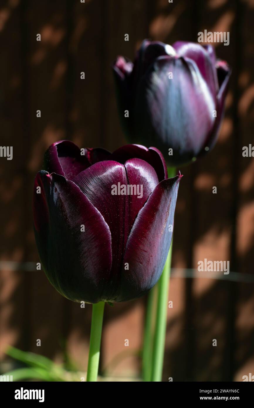 UK, England, London, Ealing, Black Tulip Blooms 'Queen of the Night' in a London Back Garden Stock Photo