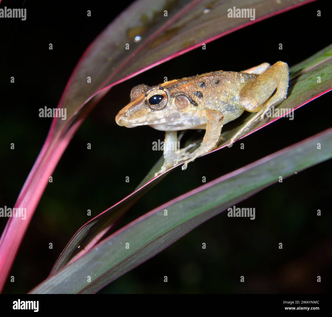 Fitzinger’s robber frog (Craugastor fitzingeri) on plants at night, Laguna del Lagarto Eco Lodge, Boca Tapada, Alajuela, Costa Rica. Stock Photo