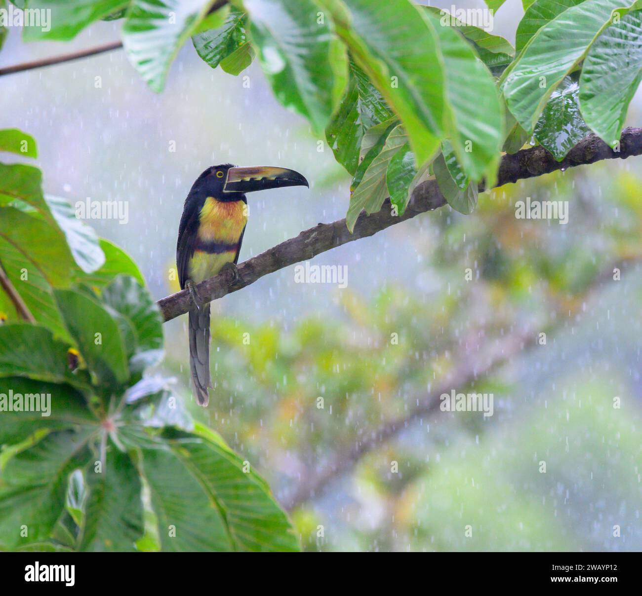 Collared aracari (Pteroglossus torquatus) trying to hide from rain in rainforest canopy, Laguna del Lagarto Eco Lodge, Boca Tapada, Alajuela, Costa Ri Stock Photo