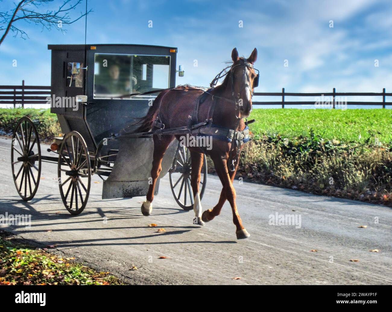 Amish horse and buggy Stock Photo - Alamy