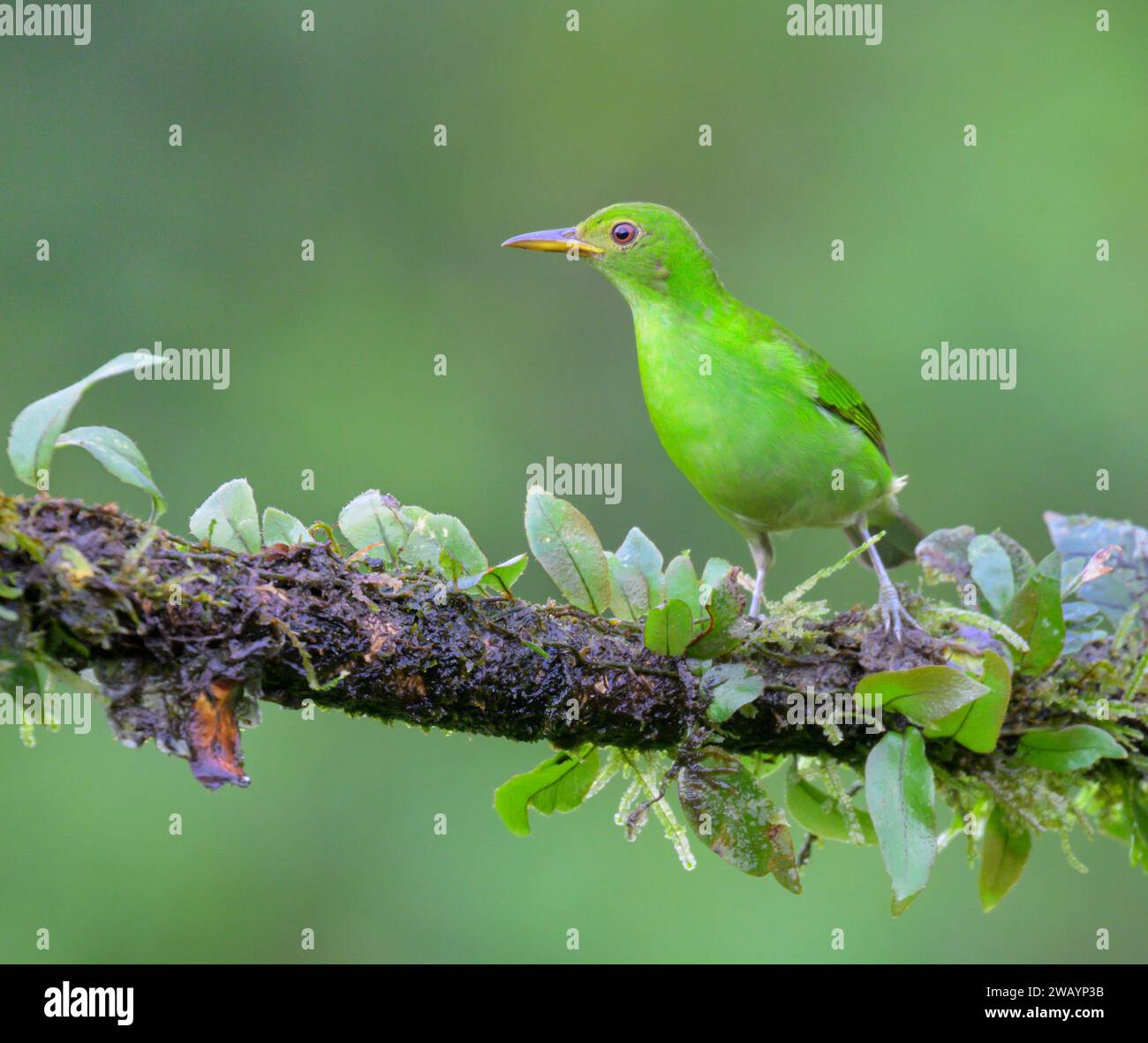 Green Honeycreeper Chlorophanes Spiza Female Laguna Del Lagarto Eco Green Honeycreeper Chlorophanes Spiza Female Laguna Del Lagarto Eco
