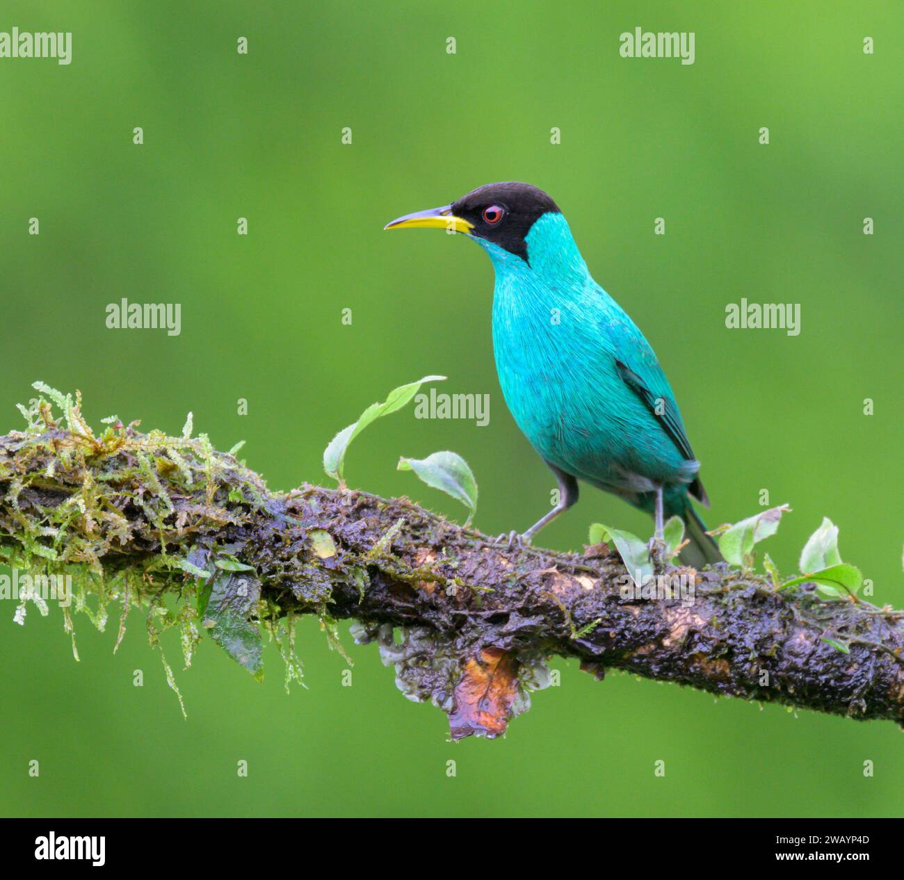 green-honeycreeper-chlorophanes-spiza-male-laguna-del-lagarto-eco