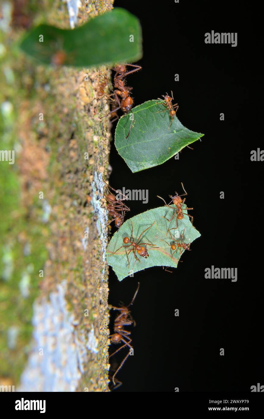 Leafcutter ants (Atta cephalotes) large workers carrying pieces of