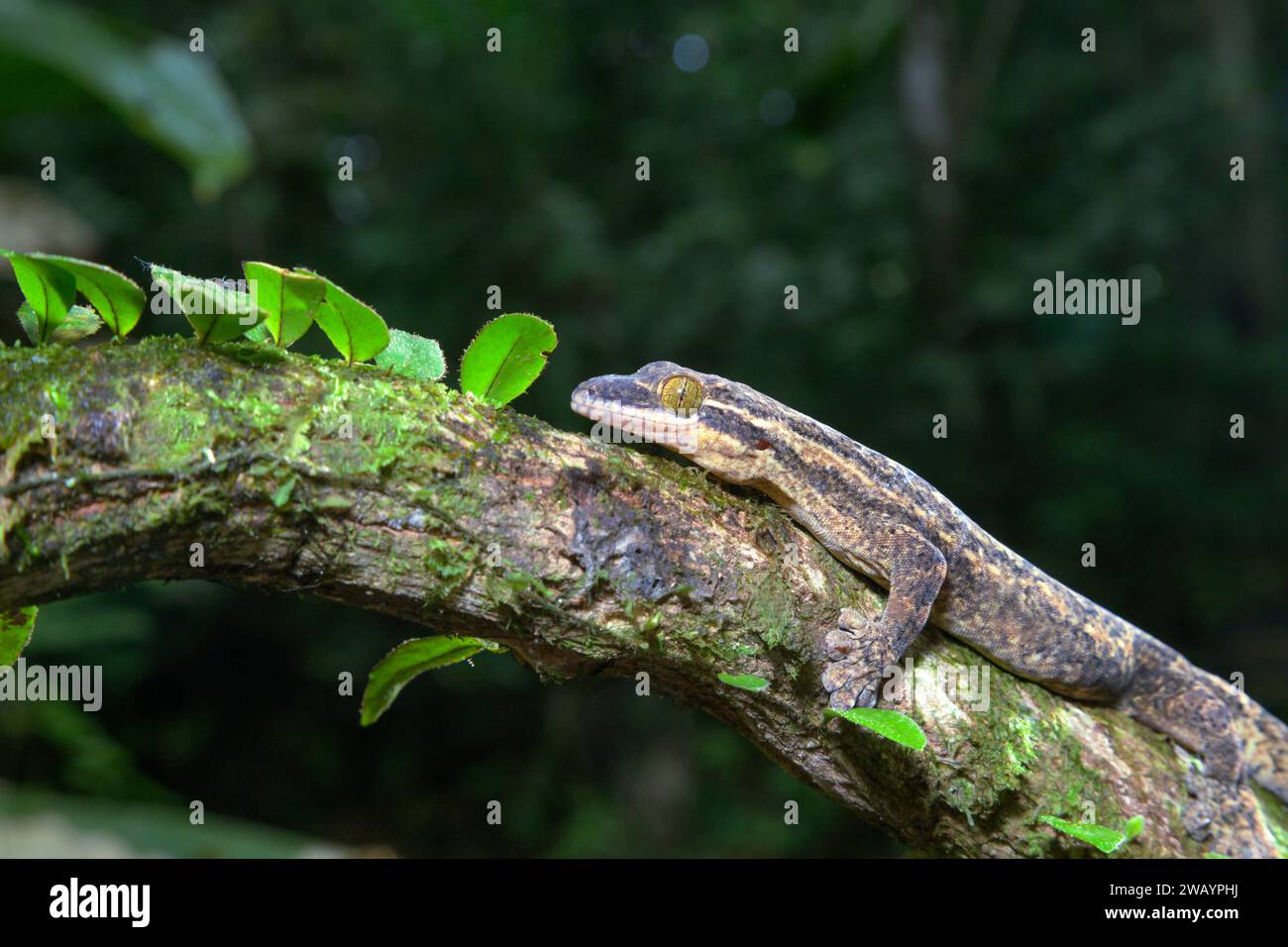 Turnip-tailed Gecko (Thecadactylus rapicauda) in rainforest, La Selva ...