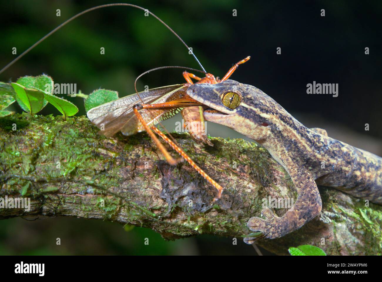 Turnip-tailed Gecko (Thecadactylus rapicauda) eating a grasshopper, La Selva Biological Station, Heredia Province, Costa Rica. Stock Photo