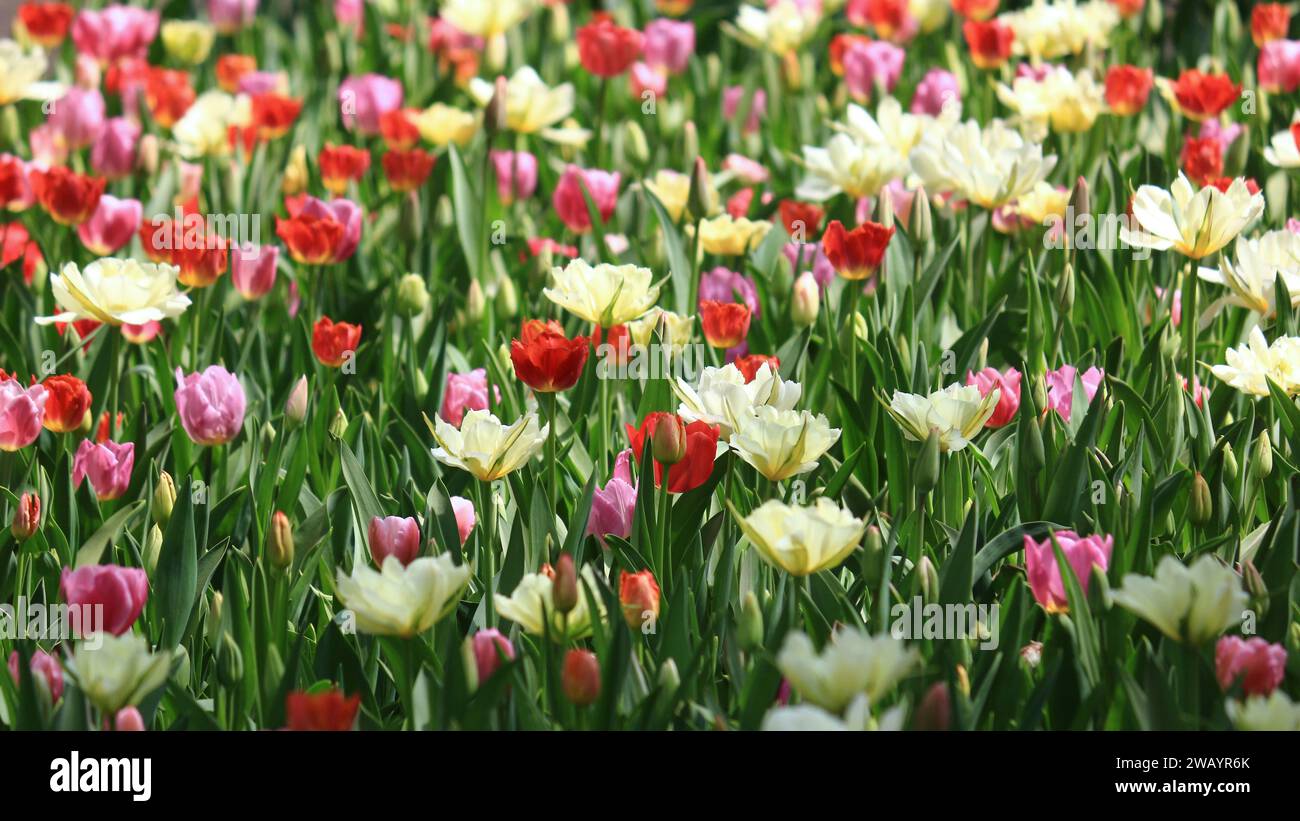 A close-up photo of a spring tulip field for background material Stock Photo