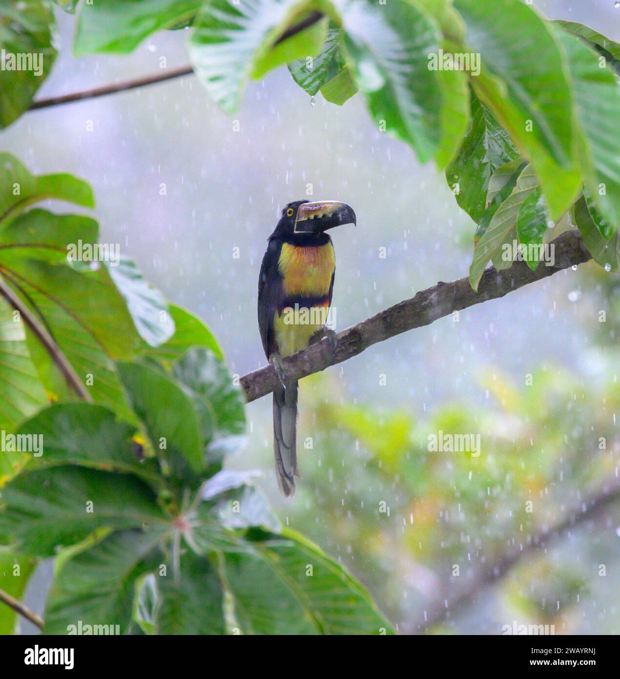 Collared aracari (Pteroglossus torquatus) trying to hide from rain in rainforest canopy, Laguna del Lagarto Eco Lodge, Boca Tapada, Alajuela, Costa Ri Stock Photo