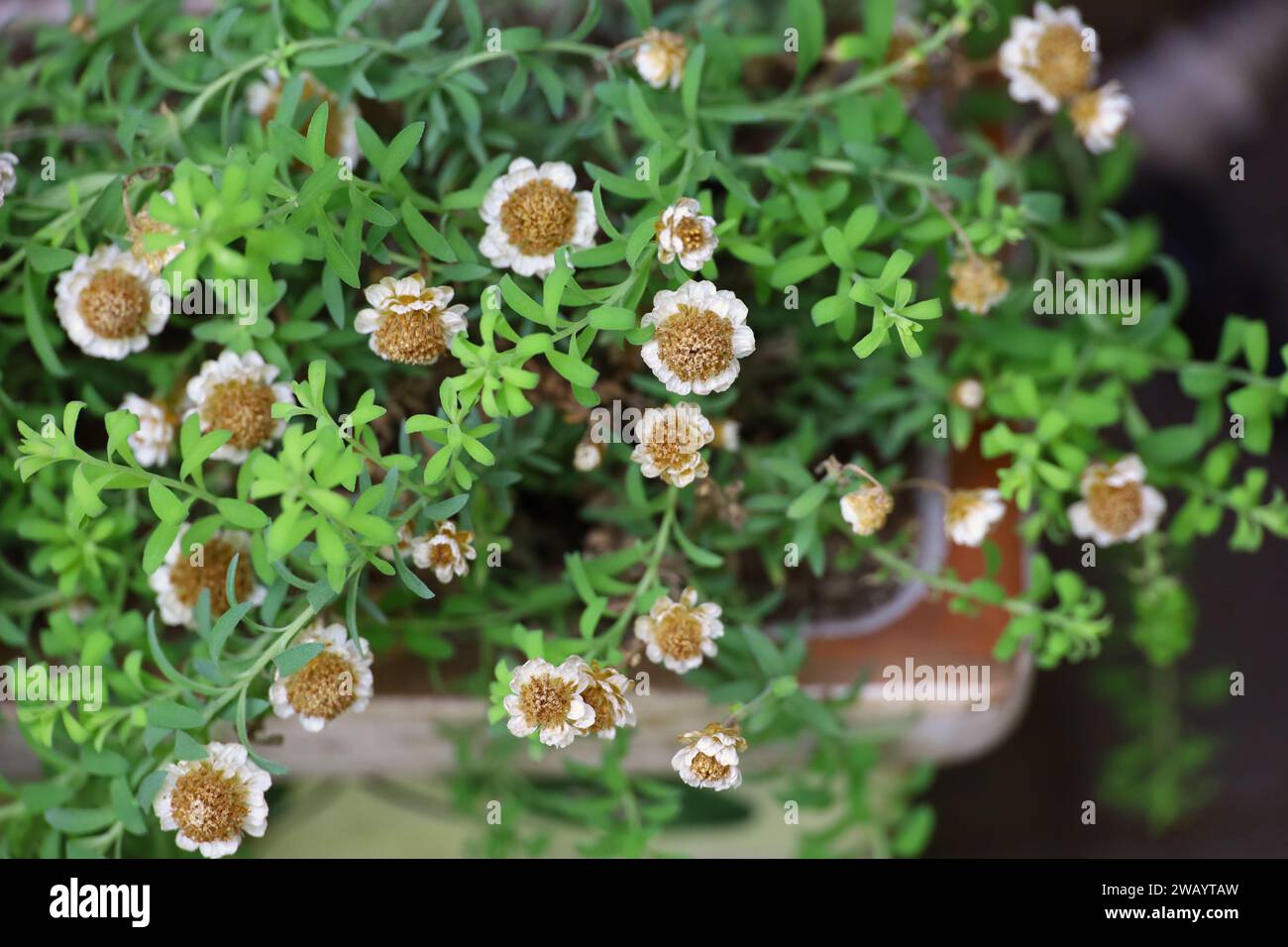 The lovely Rhodanthe chlorocephala flowers end their season in spring Stock Photo