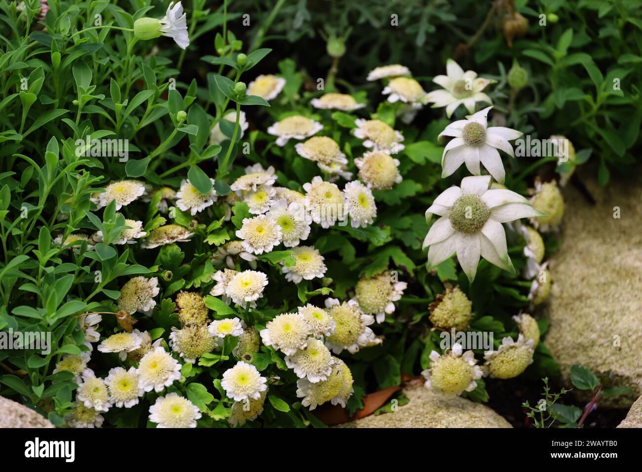 Flannel flowers and Rhodanthe chlorocephala flowers blooming in the garden in early spring Stock Photo