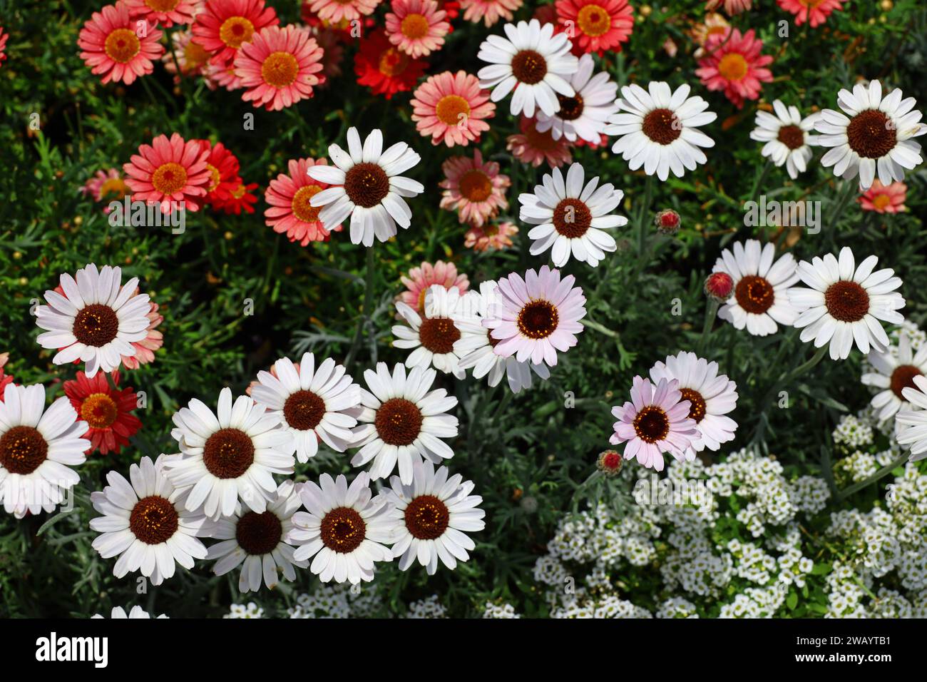 A close-up photo for background material of flowers blooming in a spring flower bed Stock Photo