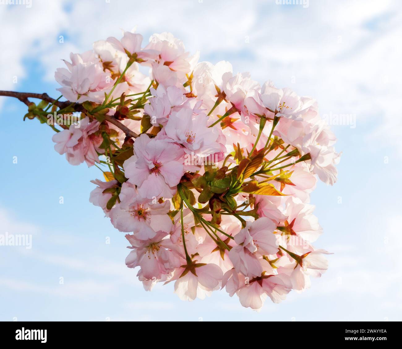 apple twig in full blossom in front of a sky with clouds. lush pink flowering background in springtime Stock Photo