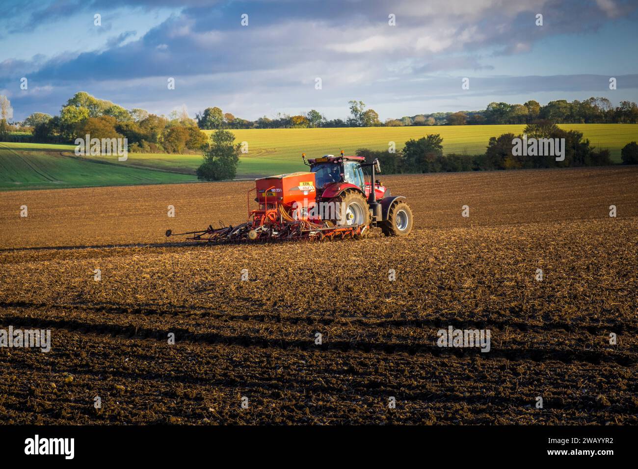 Farming, sowing winter wheat seed.  Hoxne, Suffolk, UK. Stock Photo