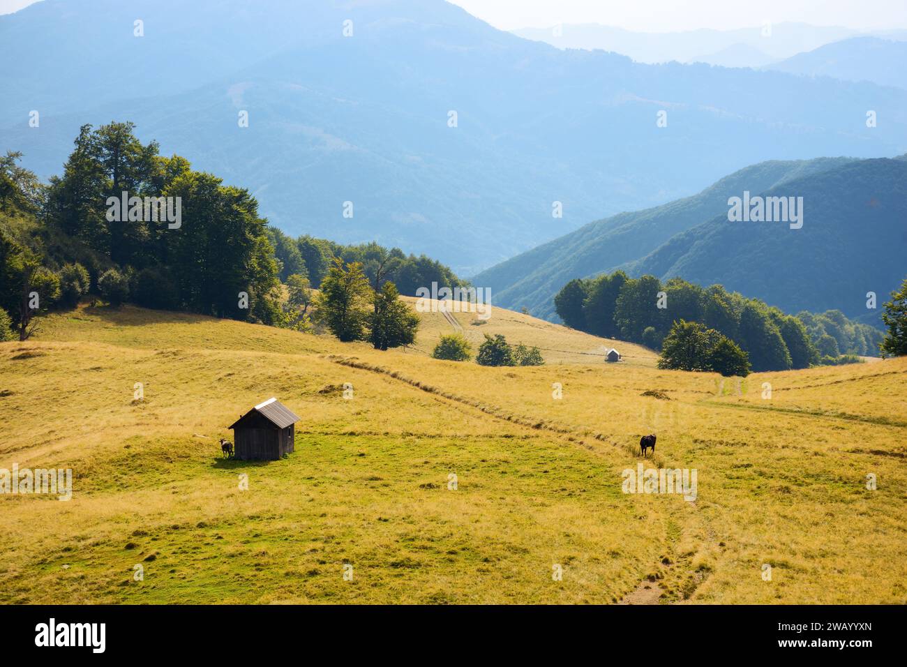 carpathian countryside scenery in late summer. grassy pastures on the rolling hills of mountainous landscape. sunning view in evening light Stock Photo
